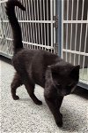 adoptable Cat in , IA named Victor