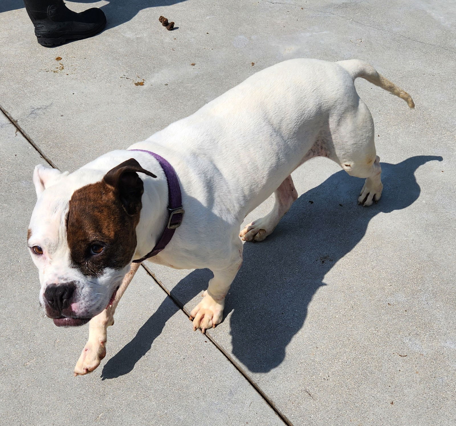 adoptable Dog in Knoxville, IA named Peggy Bon Bons