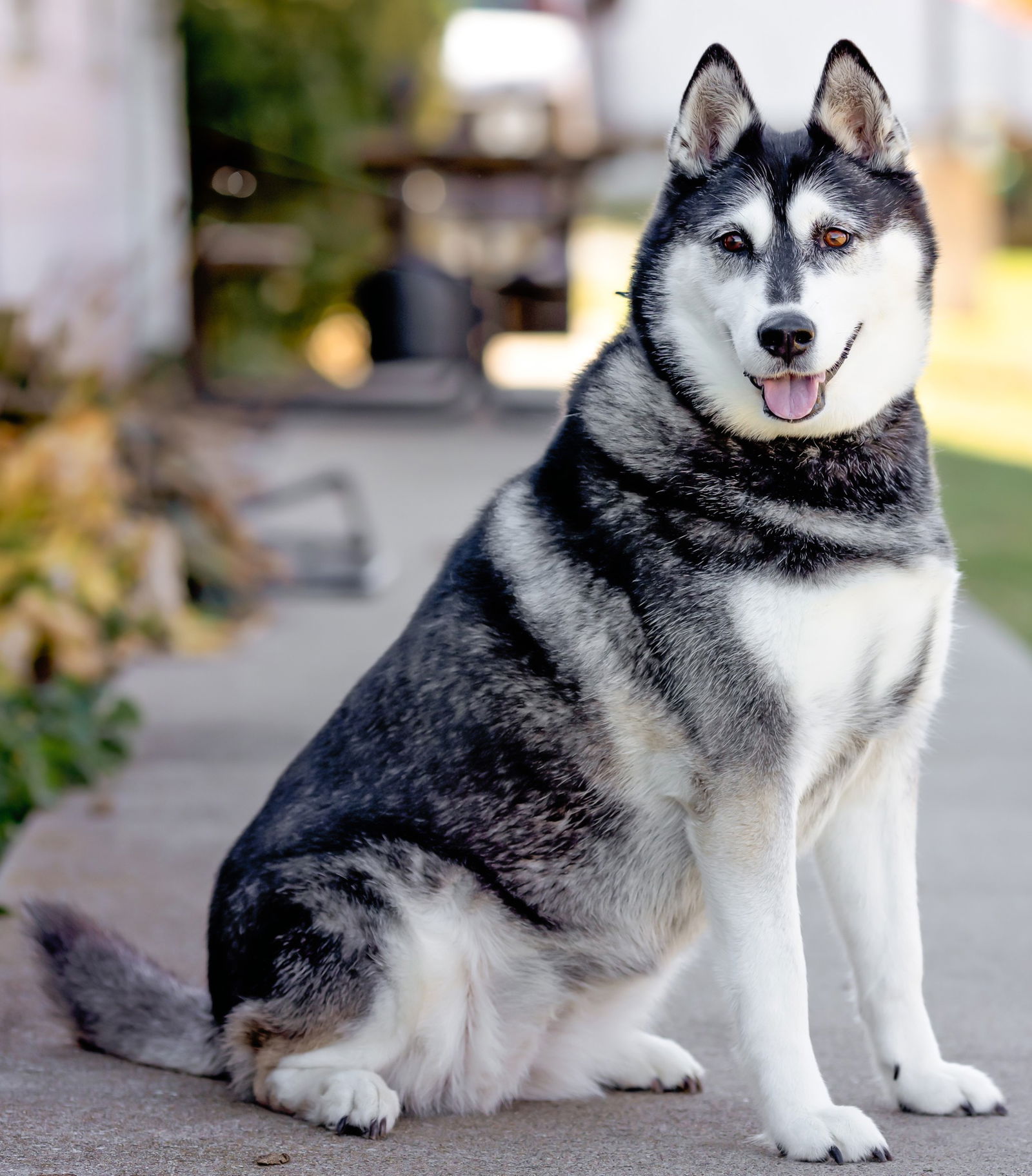 adoptable Dog in Knoxville, IA named Skye