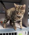 adoptable Cat in knoxville, IA named Dutchess