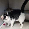 adoptable Cat in knoxville, IA named Socks
