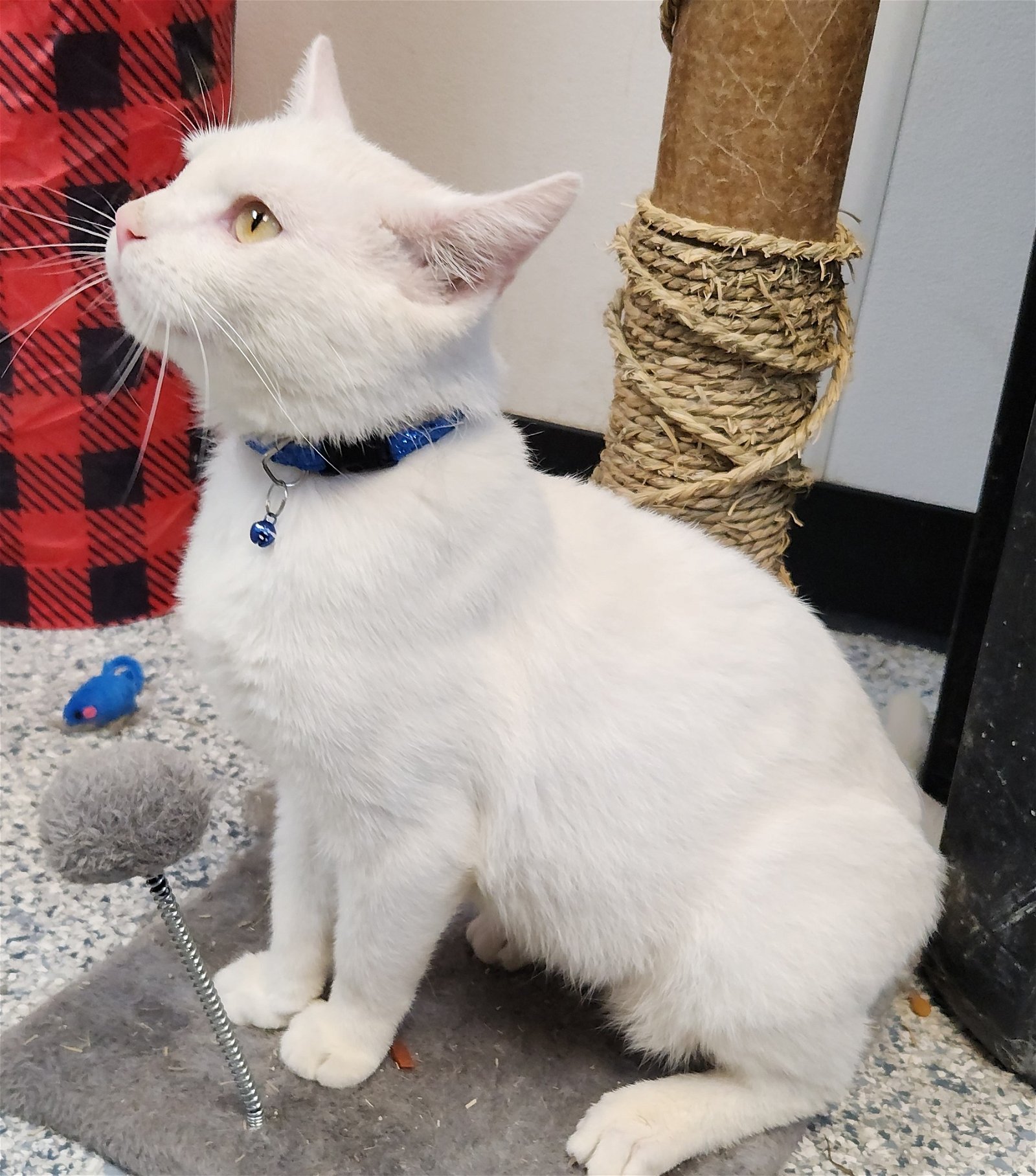 adoptable Cat in Knoxville, IA named White Claw