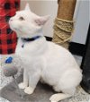 adoptable Cat in , IA named White Claw