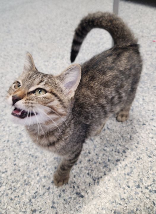 adoptable Cat in Knoxville, IA named Moose