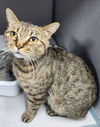 adoptable Cat in , IA named Mystic