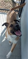 adoptable Dog in , IA named Chaos