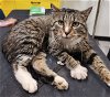 adoptable Cat in knoxville, IA named Brody
