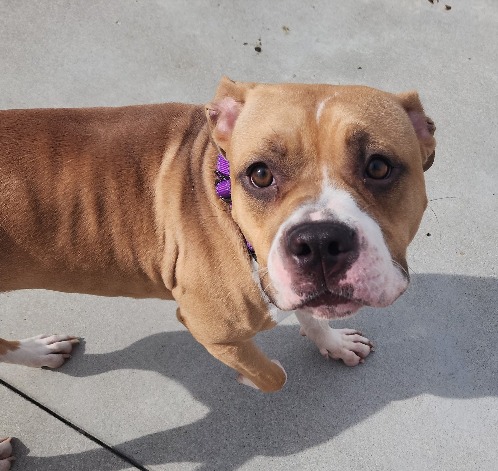 adoptable Dog in Knoxville, IA named Cypress