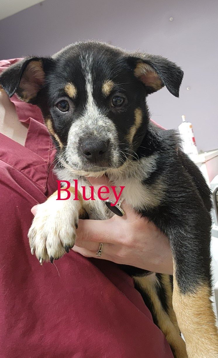 adoptable Dog in Knoxville, IA named Bluey