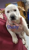 adoptable Dog in  named Dusty