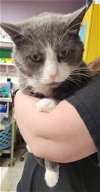 adoptable Cat in knoxville, IA named Ash
