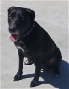 adoptable Dog in knoxville, IA named Cyres