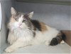 adoptable Cat in knoxville, IA named Brandy