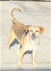 adoptable Dog in knoxville, ia, IA named Katie