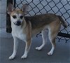 adoptable Dog in knoxville, IA named Riley