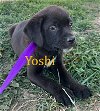 adoptable Dog in , IA named Yoshi