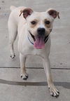 adoptable Dog in Knoxville, IA named Kruger