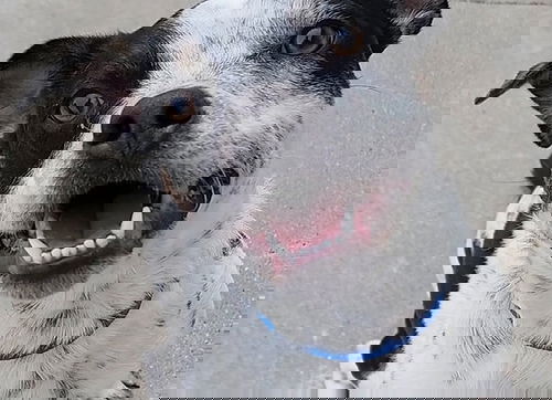 picture of the dog needing adoption