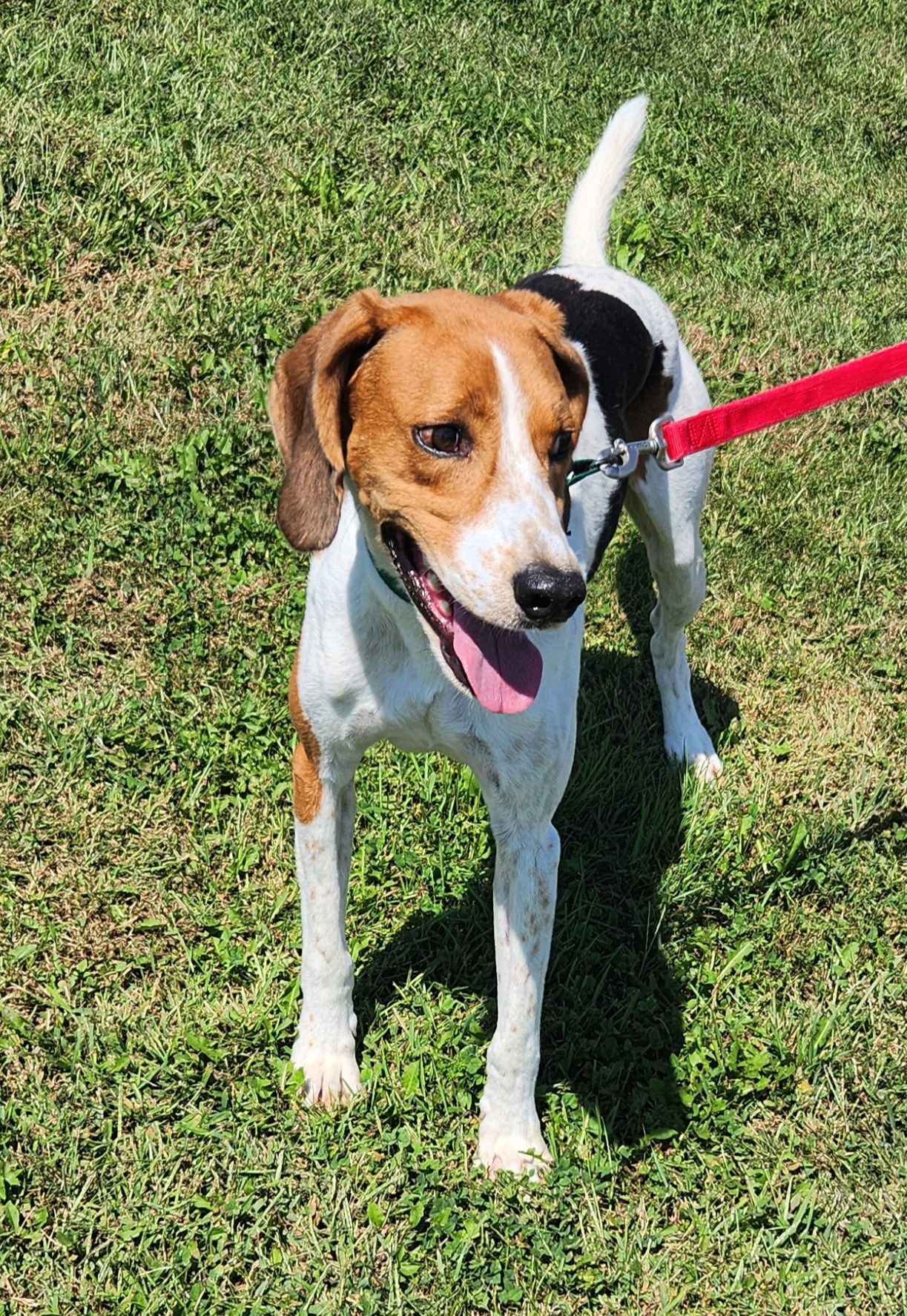 adoptable Dog in Knoxville, IA named Cheif