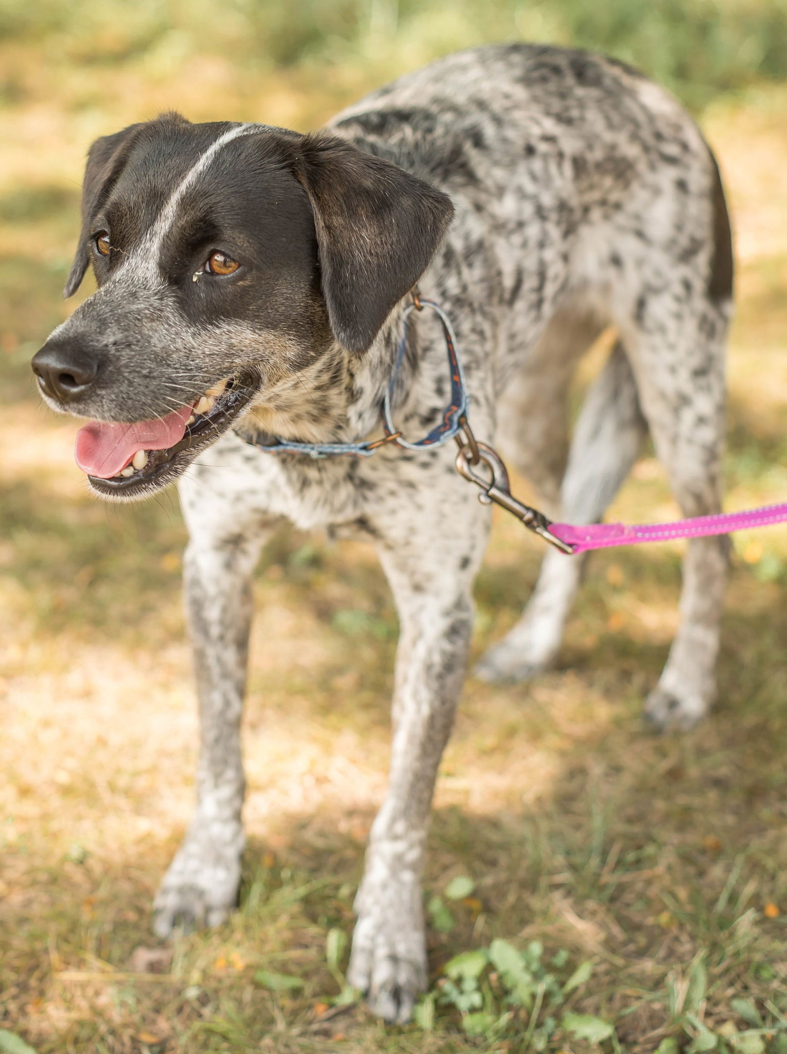 adoptable Dog in Knoxville, IA named Lynn