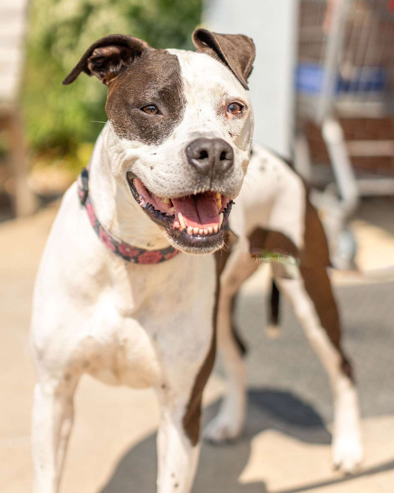 adoptable Dog in Knoxville, IA named Penelope