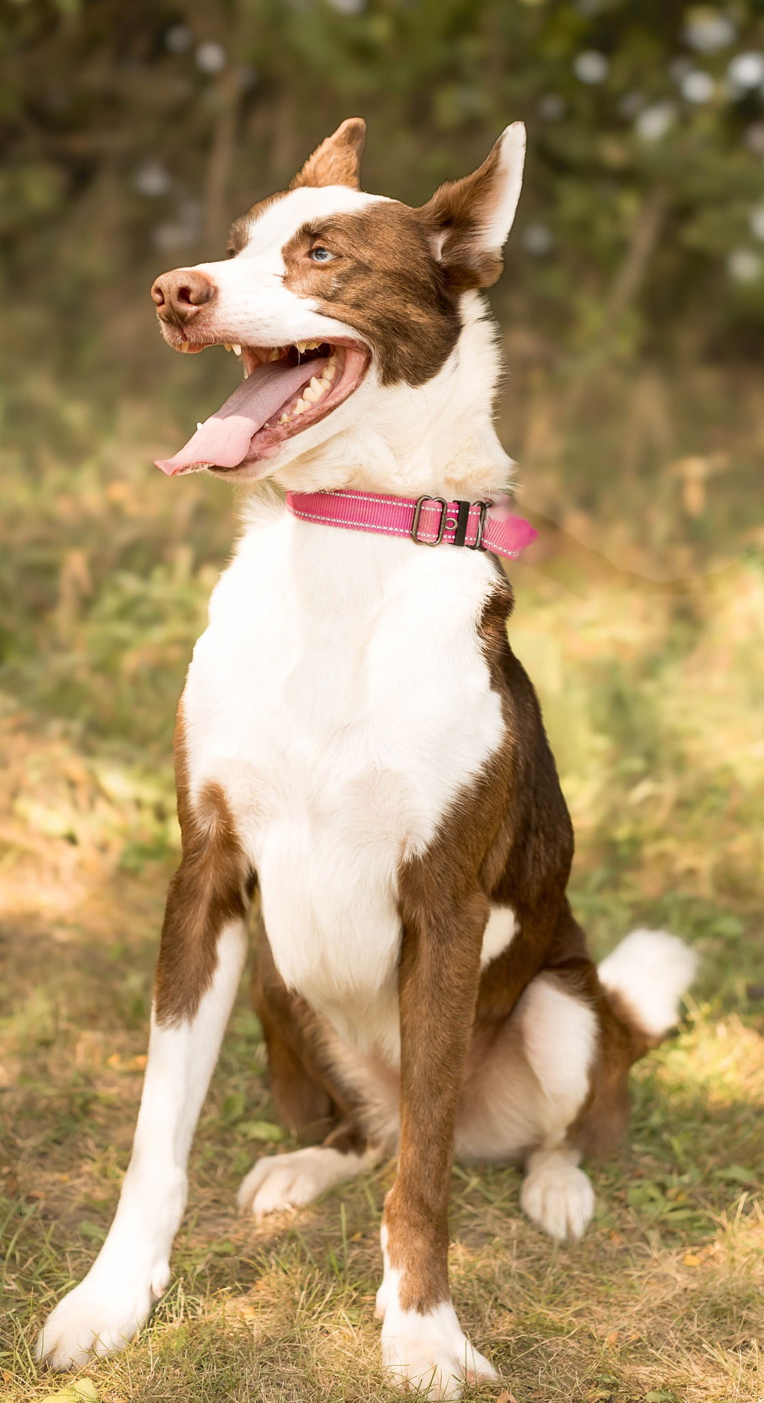 adoptable Dog in Knoxville, IA named Red