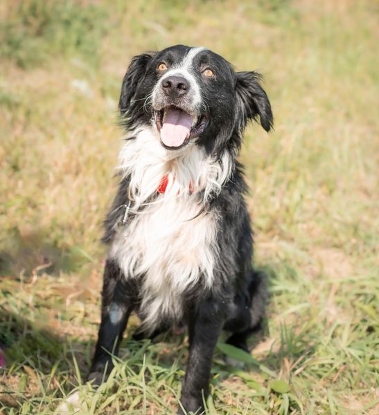 adoptable Dog in Knoxville, IA named Roscoe