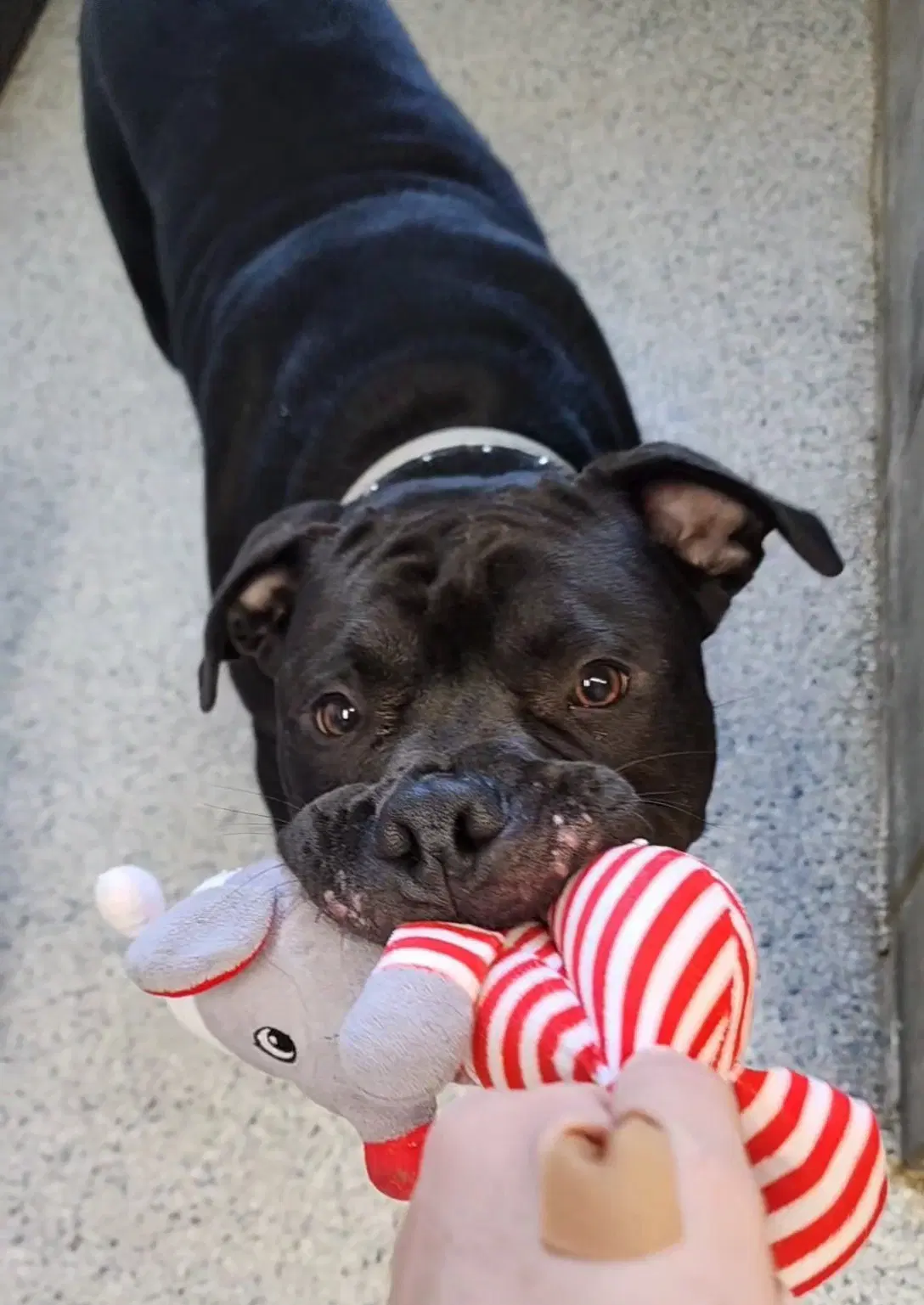 Mamoa - Bulldog