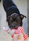 adoptable Dog in  named Mamoa