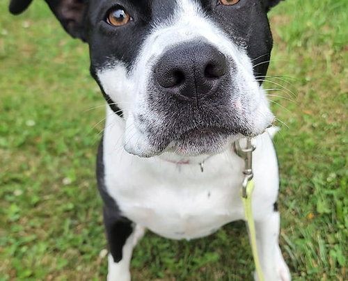 JOSIE - Staffordshire Bull Terrier available for adoption