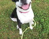 Josie - Photo 3