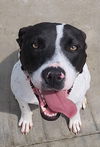adoptable Dog in Knoxville, IA named Moonpie