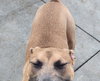 Huck - Photo 6