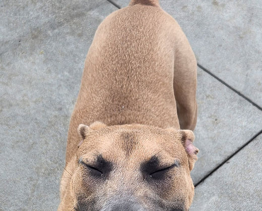 Huck