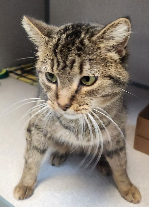 picture of the cat needing adoption