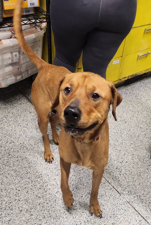 picture of the dog needing adoption