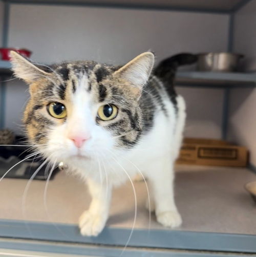 picture of the cat needing adoption