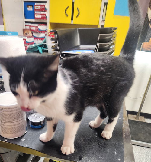 picture of the cat needing adoption