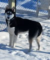 adoptable Dog in  named Ninja