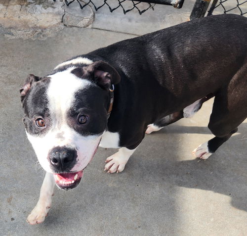 picture of the dog needing adoption