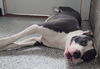 adoptable Dog in  named Mika