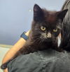 adoptable Cat in  named Jethro