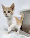 adoptable Cat in , IA named Venus