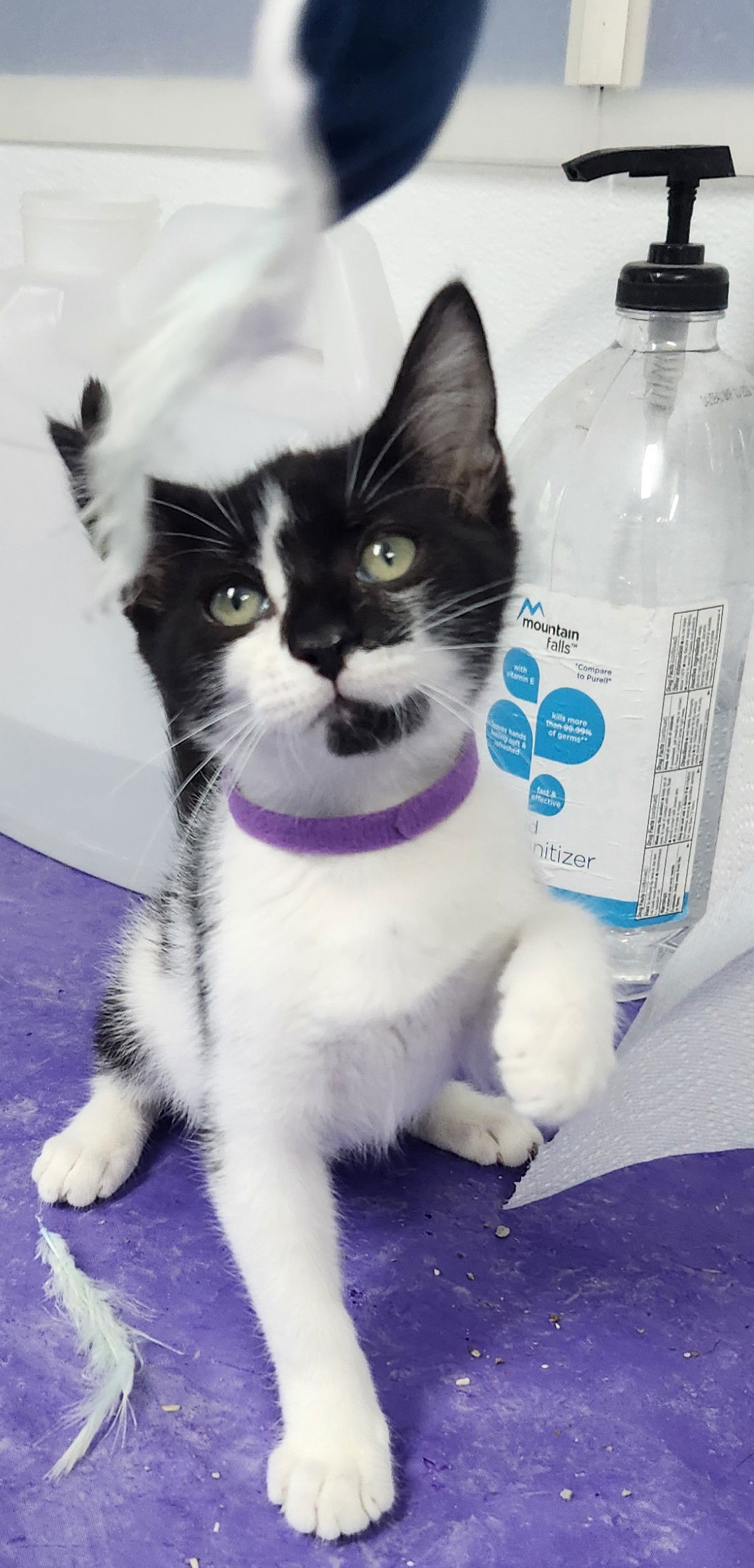 adoptable Cat in Knoxville, IA named Kuchi