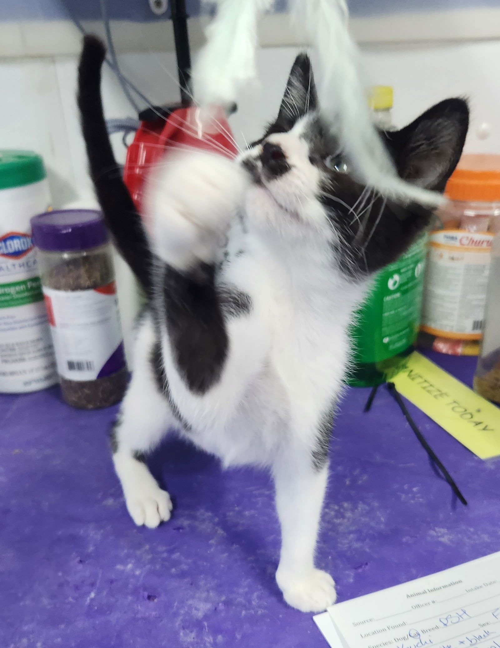 adoptable Cat in Knoxville, IA named Kopi