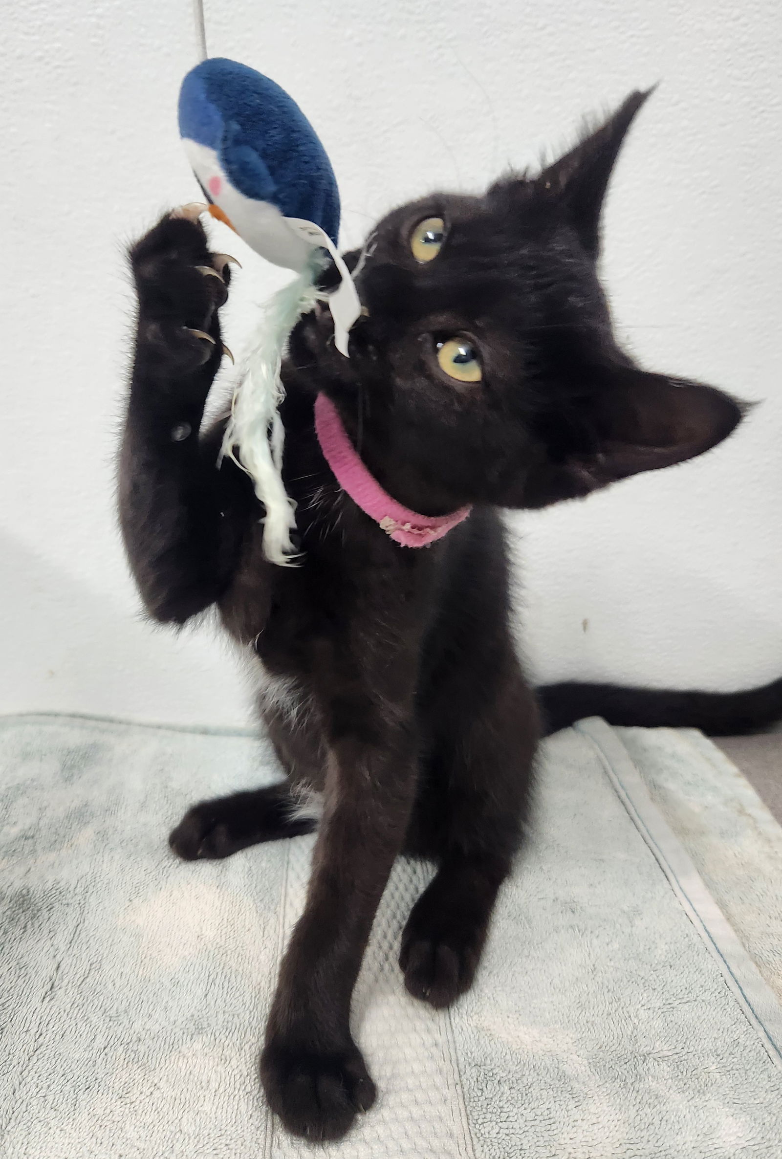 adoptable Cat in Knoxville, IA named Rose