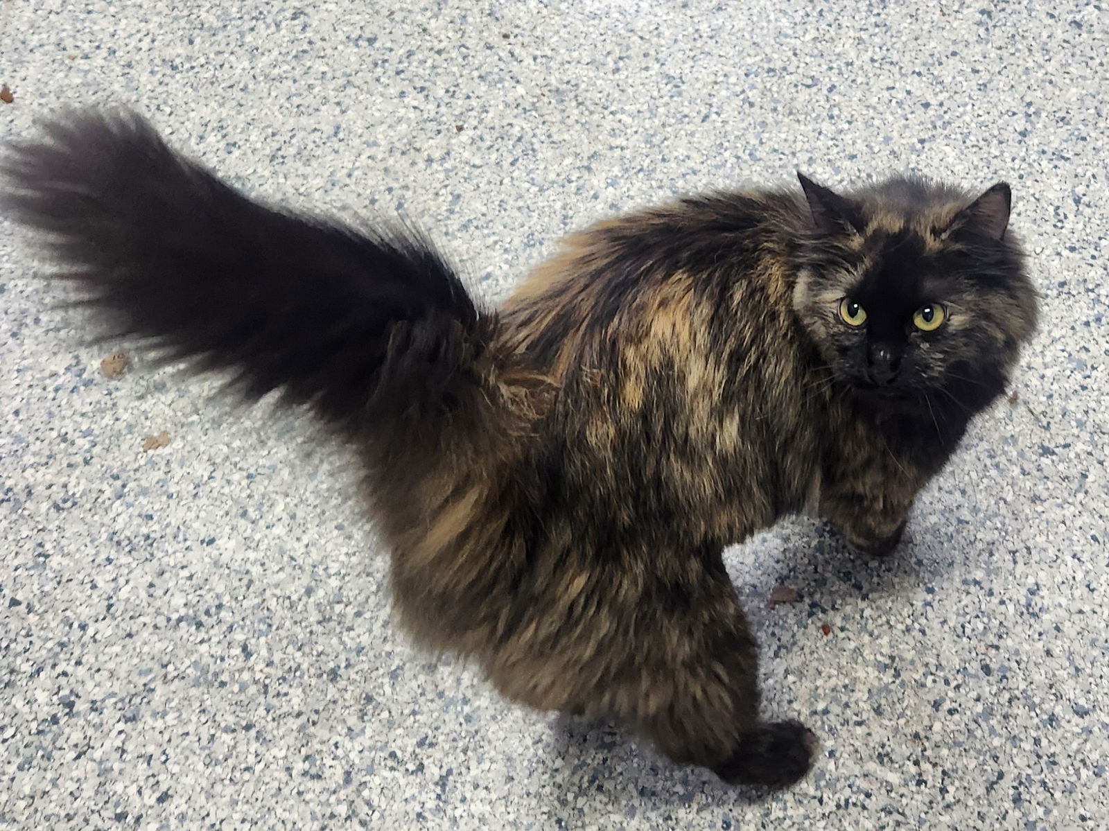 adoptable Cat in Knoxville, IA named Celeste