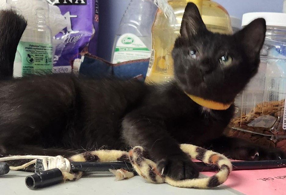 adoptable Cat in Knoxville, IA named Briar