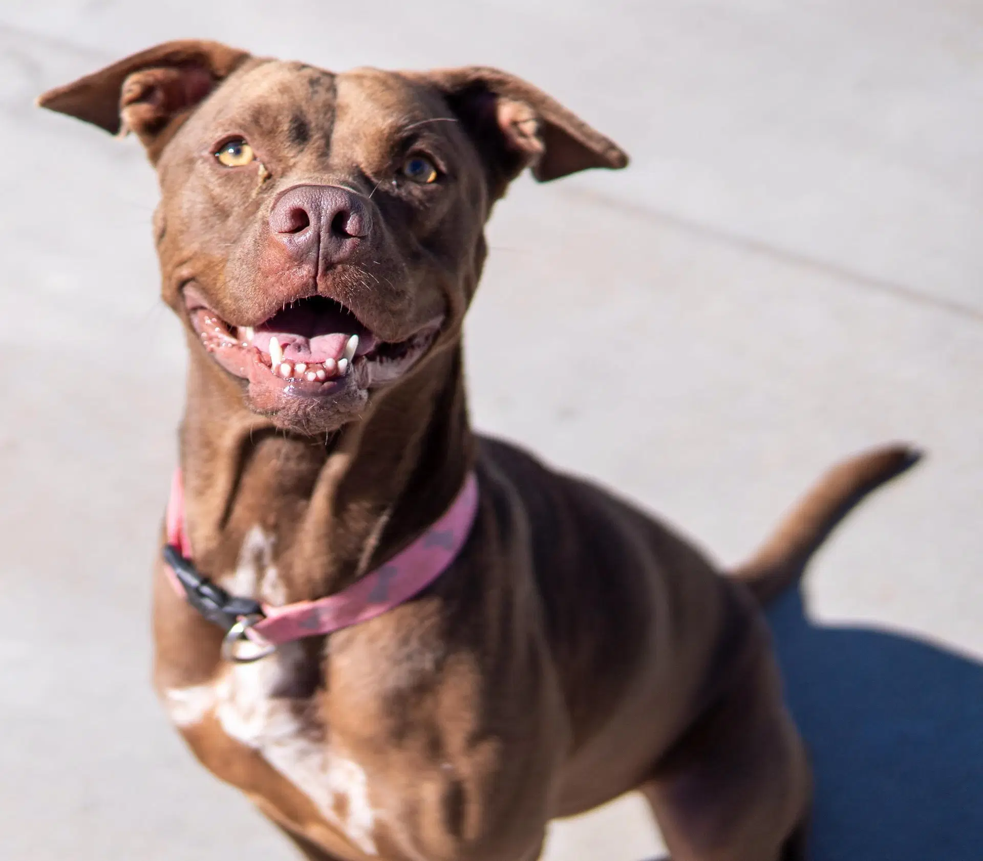 Hailey - Chocolate Labrador Retriever