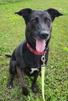 adoptable Dog in Knoxville, IA named Rugar